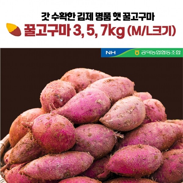 메디앙스 공식몰 아이맘,김제 햇 꿀고구마 특등급 M, L사이즈 3kg 5kg 7kg